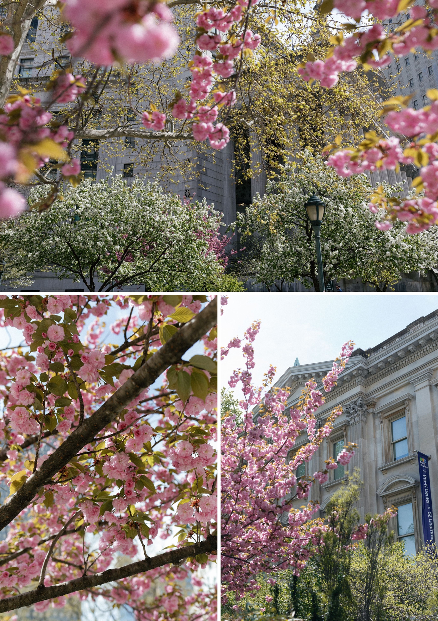 Cherry Blossoms in New York City for an elopement session